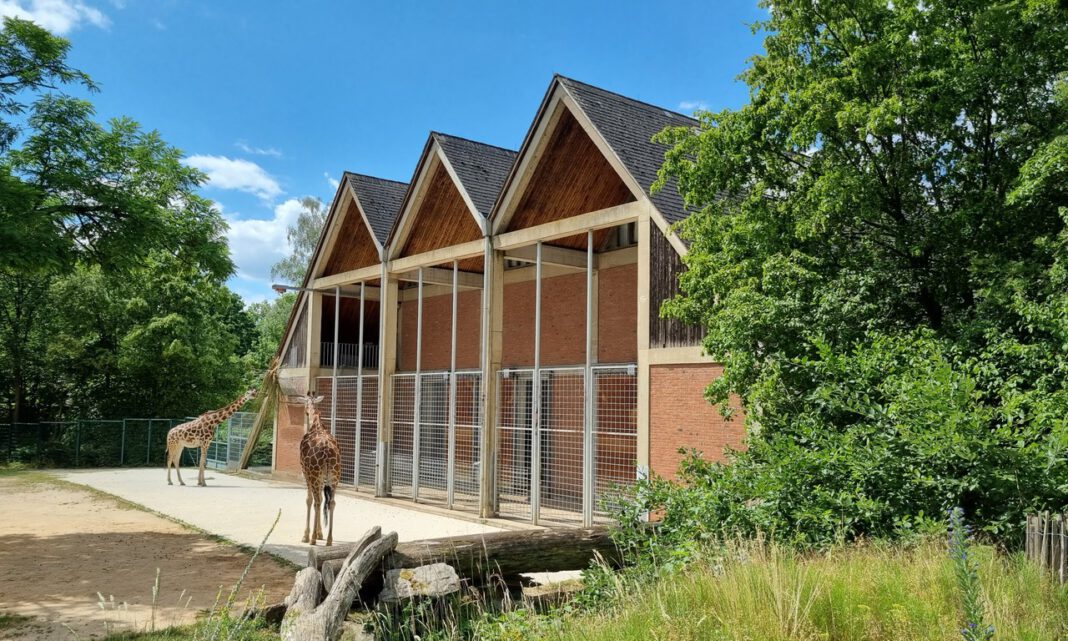 Adventsprogramm im Nürnberger Tiergarten: Laternenzüge, Weihnachtsmann und Basteln in den Baumwipfeln