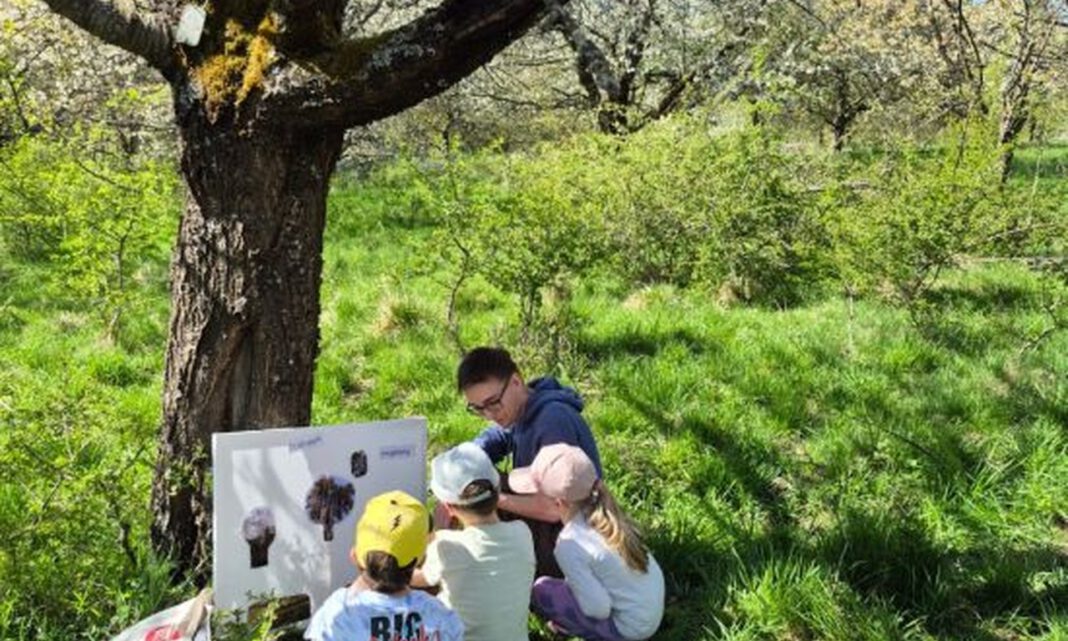 Exkursion am Kreuzberg: Kinder entdecken Vielfalt der Streuobstwiese