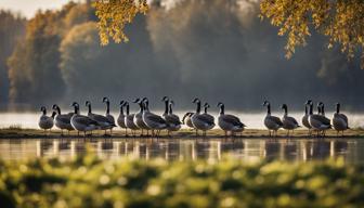 Hundert Gänse am Dechsendorfer Weiher sorgen für Verschmutzung des Badeufers - Stadt Erlangen reagiert