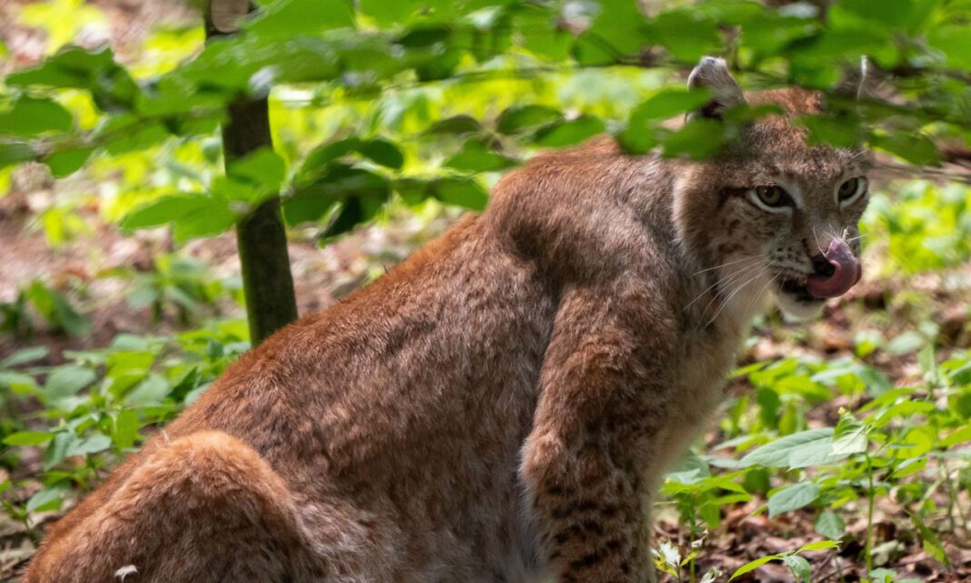 Karpatenluchs aus Nürnberg soll genetische Diversität im Pfälzerwald stärken