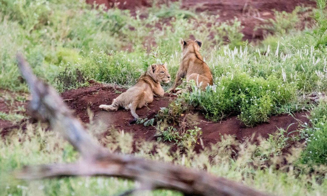 Löwenjunges in Nürnberger Tiergarten nach Wirbelsäulenverletzung eingeschläfert