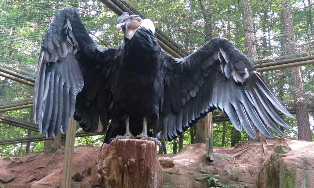 Nach Vogelgrippe-Vorsorge kehren viele Vogelarten in den Tiergarten Nürnberg zurück