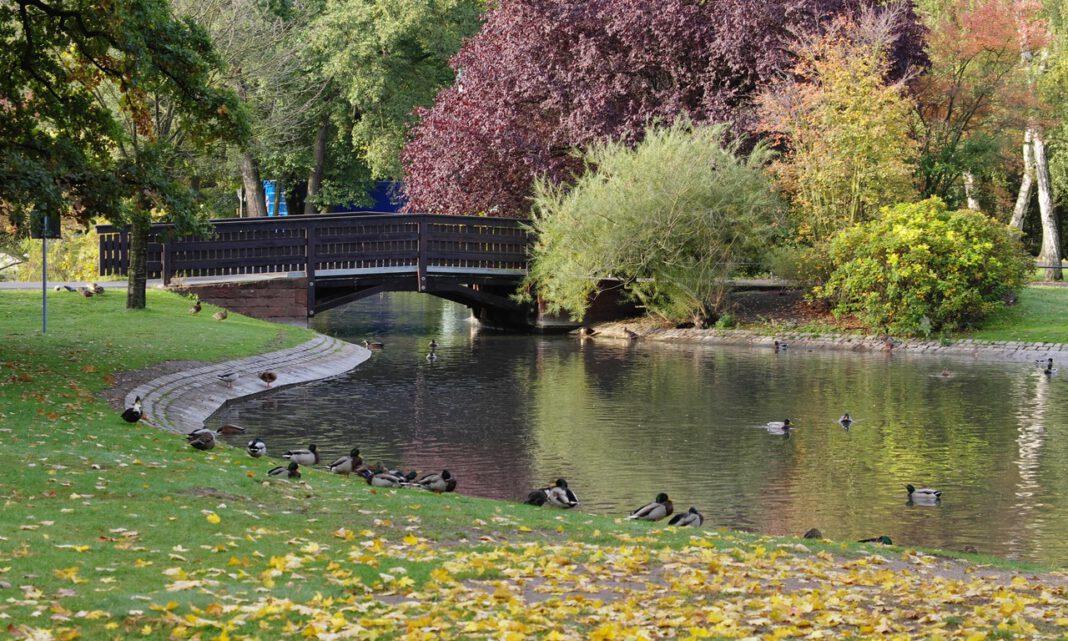 Nürnberg lädt zur Baumtaufe im Stadtpark: Programm und Führungen am Tag des Baumes