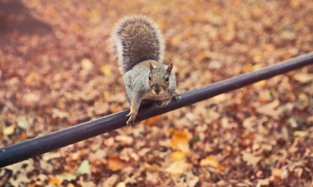 Nürnberg richtet erste Seilbrücke für Eichhörnchen über Eichendorffstraße ein Nürnberg richtet erste Seilbrücke für Eichhörnchen über Eichendorffstraße ein