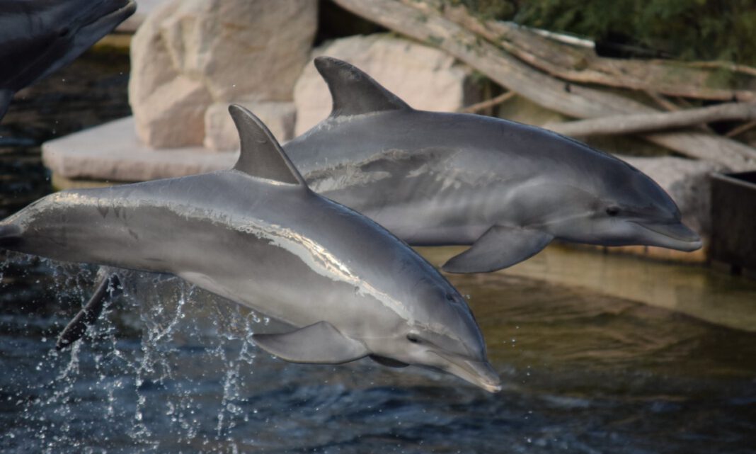 Nürnberger Tiergarten startet Abendreihe mit Delfinvorführung, Manati‑Besuch und Bio‑Menü