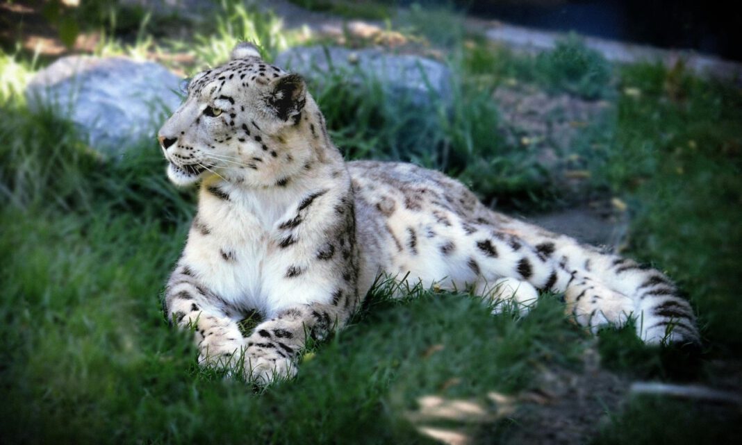 Tiergarten Nürnberg zeigt wieder Schneeleopard: Jungkater Pamir ist zurück und soll bald Gesellschaft bekommen Tiergarten Nürnberg zeigt wieder Schneeleopard: Jungkater Pamir ist zurück und soll bald Gesellschaft bekommen