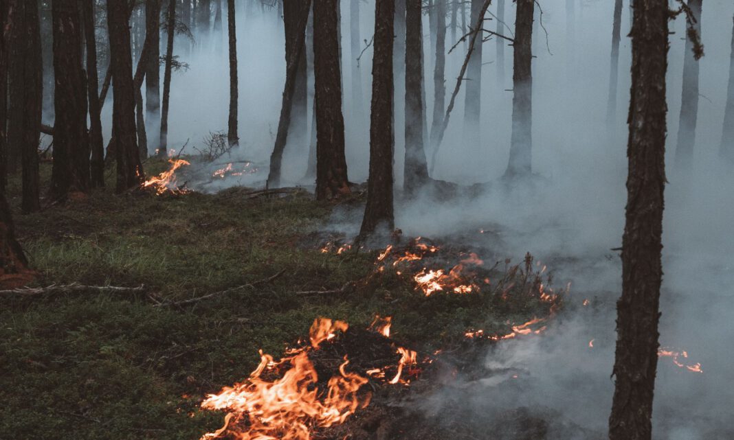 Trockene Sommer erhöhen Waldbrandrisiko im Raum Erlangen Trockene Sommer erhöhen Waldbrandrisiko im Raum Erlangen