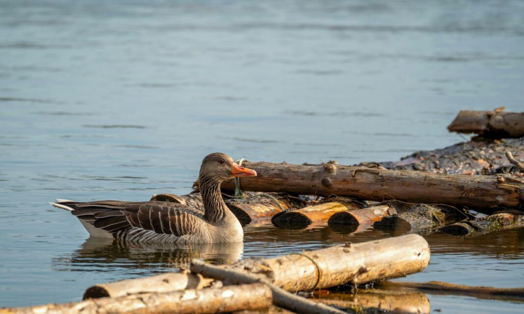 Verdacht auf Vogelgrippe nach Totfunden an Weihern in Erlangen Verdacht auf Vogelgrippe nach Totfunden an Weihern in Erlangen